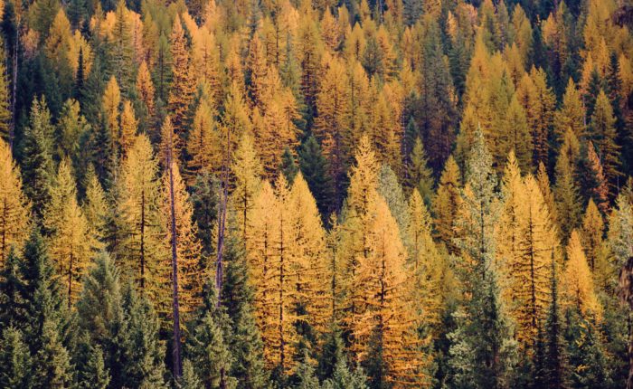 Golden tamarack pines in Northern Idaho