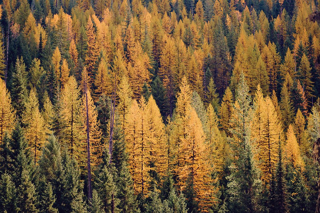 Golden tamarack pines in Northern Idaho