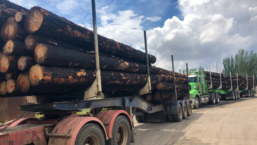 Trucks hauling burnt timber for salavage