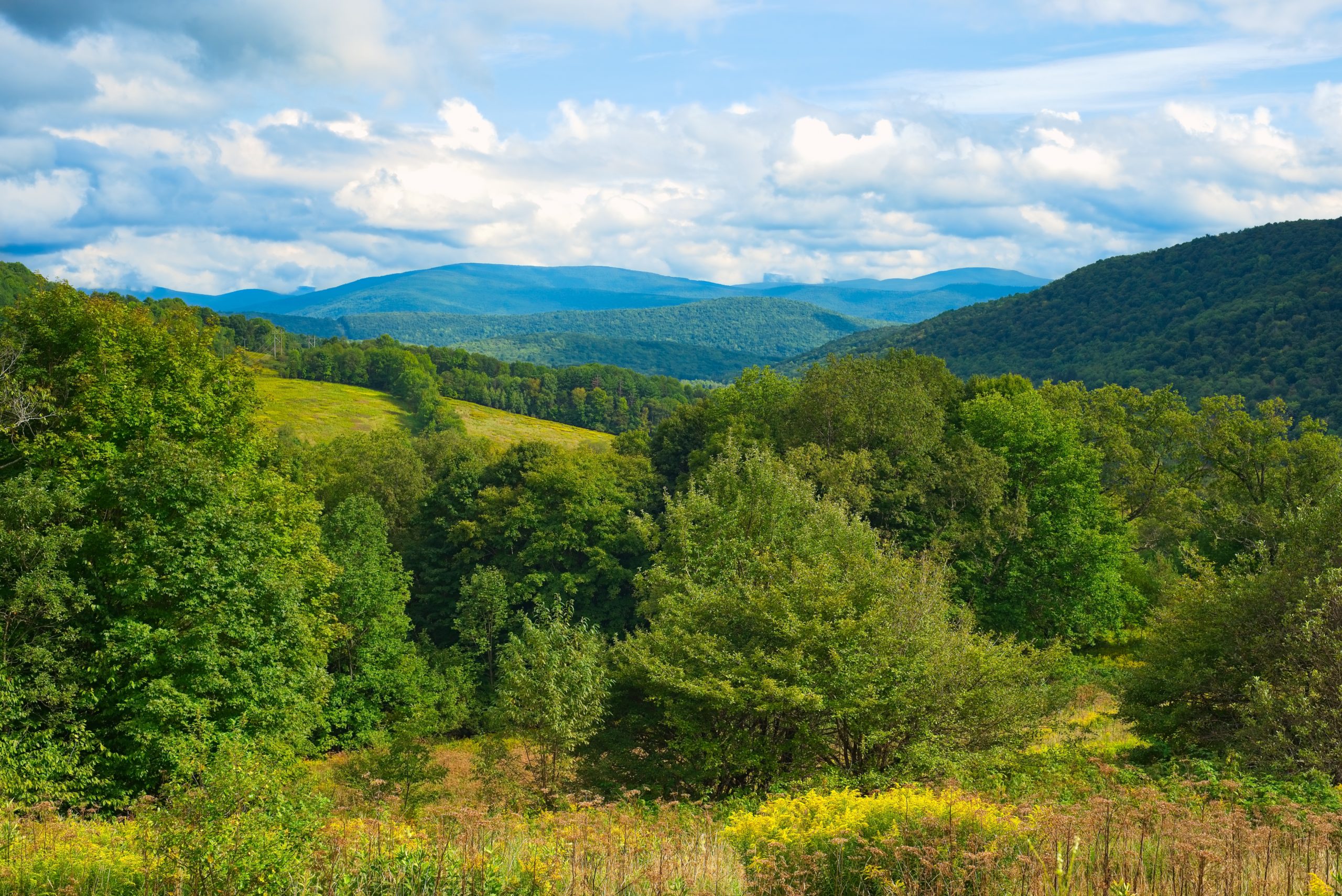 Managing carbon forestry projects