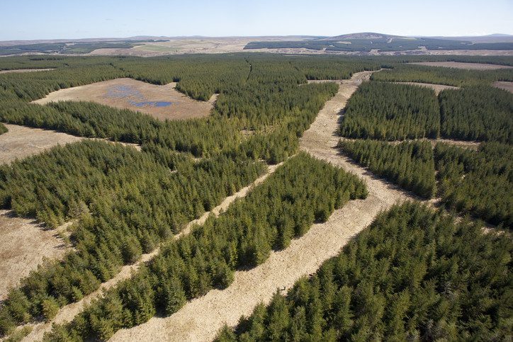 Aerial view of blocks of forestry plantation