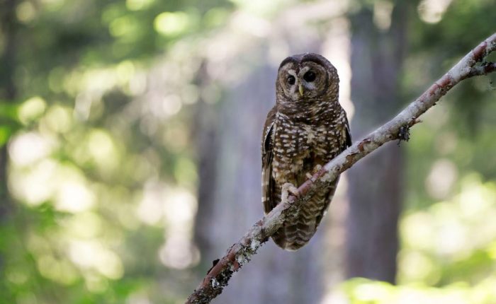 Northern-Spotted-Owl-Mount-Rainier.jpg Northern-Spotted-Owl-Mount-Rainier.jpg