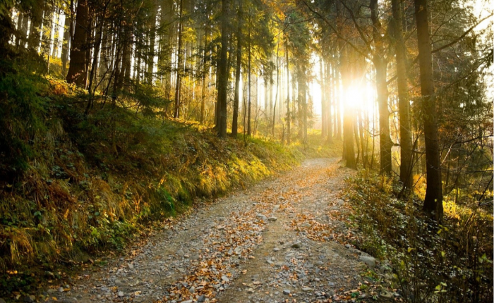 coillte-ireland.png coillte-ireland.png